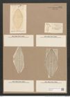Navicula robertsoniana Grev. (de-Toni-Nr.: Genus 1, Species 347) Zeichnungen Sammlung Grunow Nr. 793 (NHMW-BOT-W0367209)